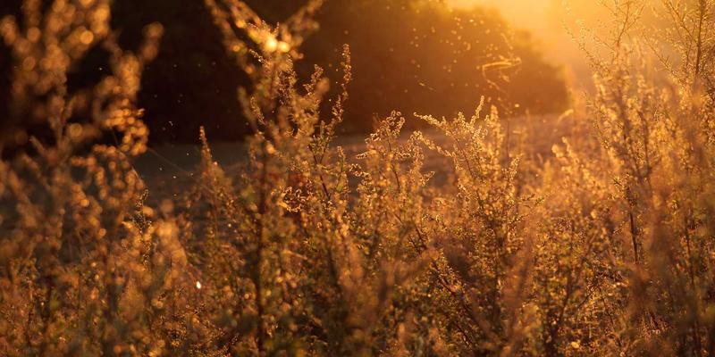 ZB1616深度评测：信息聚合与资源导航工具的革新者